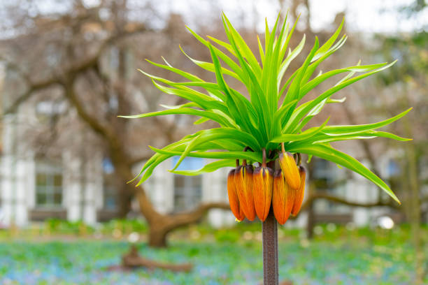 Beautiful exotic plants in the spring garden. Gardening art of plant breeding.