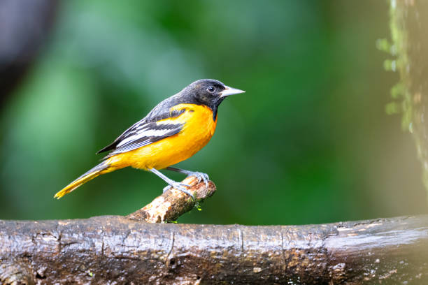 istock The Baltimore oriole, Icterus galbula, is a small icterid blackbird 2202123069