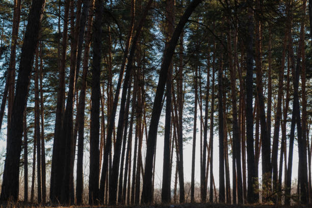 Dark silhouettes of pine tree trunks in the forest. For design. Web banner. Natural background.