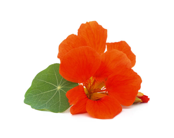 istock Orange nasturtium with leaves. 2202124531