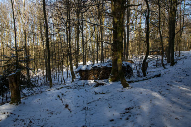 istock Stacked Firewood in Winter Forest 2202124727