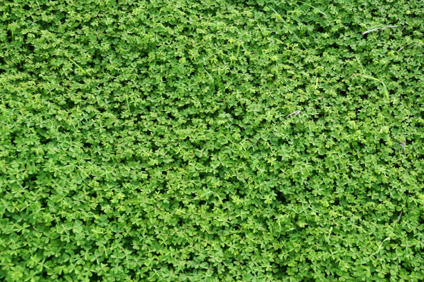 istock thick green grass for plant background 2202125767