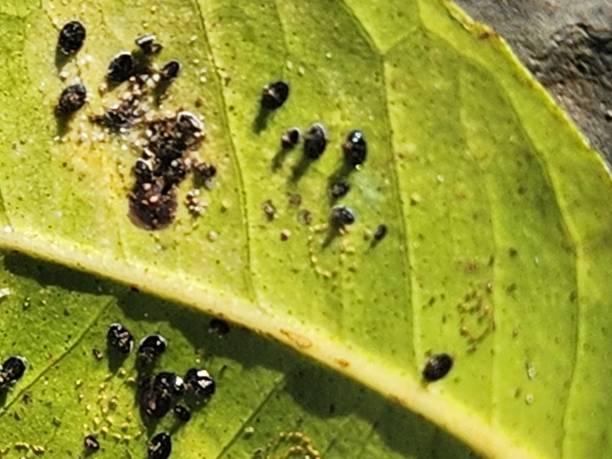 istock On the lime leaf, scale insects and Aleurocanthus woglumi coexist in different stages. While scales cling to the surface, sucking sap, young blackfly insects form dark colonies, weakening the plant and promoting the growth of sooty mold. 2202126854