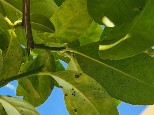 istock The rough lemon leaf infested by the citrus blackfly shows sticky spots and dark sooty mold. The nymphs suck sap, weakening the plant and reducing its photosynthetic capacity. 2202126981