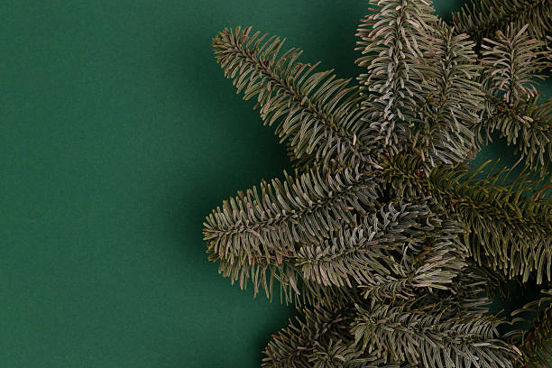 istock Nobilis fir branches on a green background. 2202127004