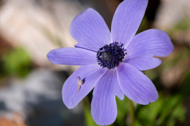 White spider on a purple flower