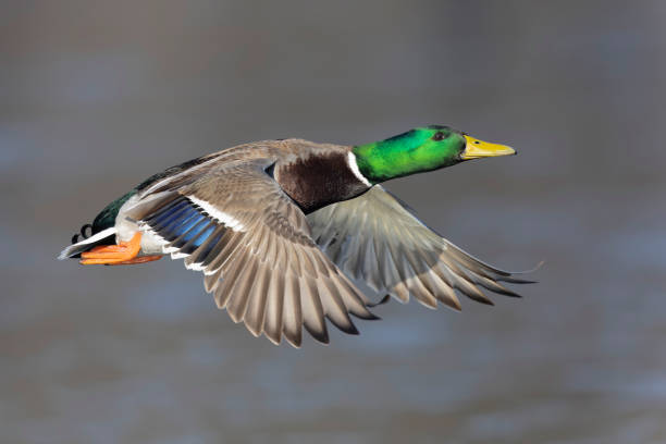 istock A male Mallard duck (Anas platyrhynchos) in flight 2202127462