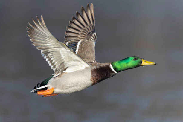 istock A male Mallard duck (Anas platyrhynchos) in flight 2202127470