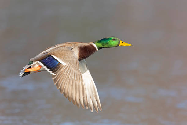 istock A male Mallard duck (Anas platyrhynchos) in flight 2202127785
