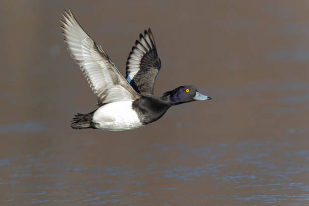 istock A Male tufted duck (Aythya fuligula) in flight. 2202127792