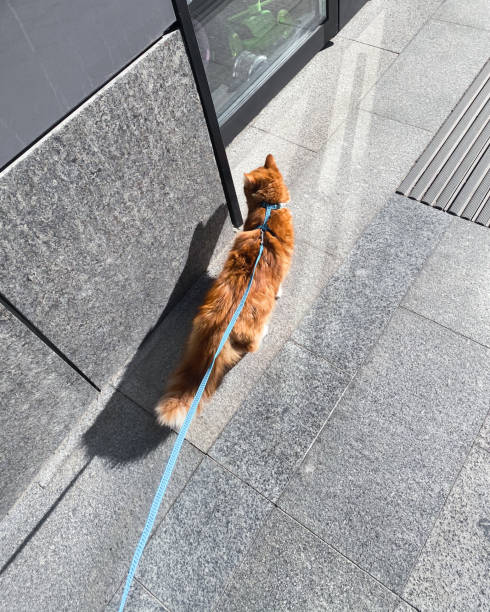 Walking an orange cat in a city.