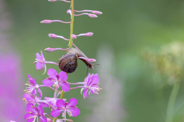 Snail on fireweed flower after rain close up