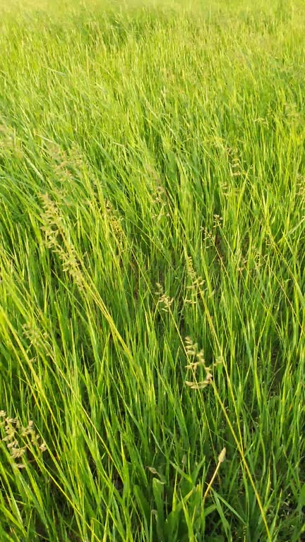 Blooming wild bromus madritensis, foxtail brome plants, on a picturesque summer meadow. Different greening herb sway in the wind. Idyllic rural nature scene, green spring field. Countryside grassland