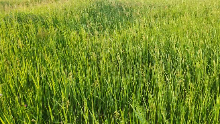 Blooming wild bromus madritensis, foxtail brome plants, on a picturesque summer meadow. Different greening herb sway in the wind. Idyllic rural nature scene, green spring field. Countryside grassland