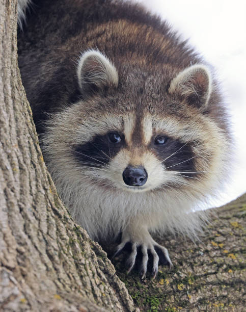istock Raccoon portrait on the tree 2202130345