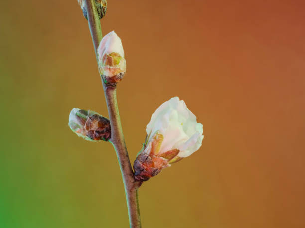Close-up of wild bud flowers announcing spring