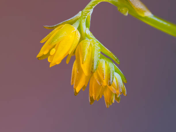 Phyizalis on a pink background 4
