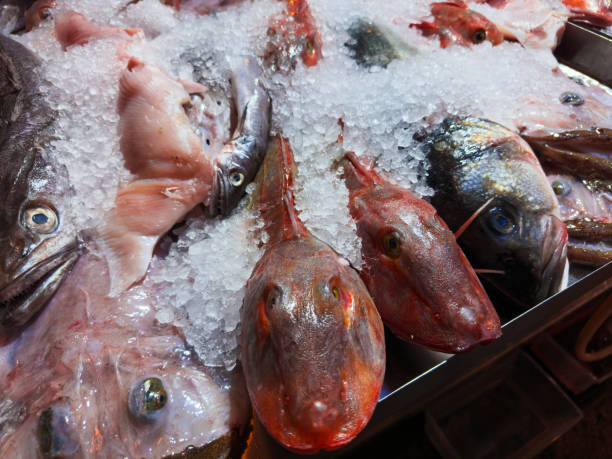 istock Fresh Mediterranean Seafood Display on Ice Red Gurnard and Assorted Fish 2202135826