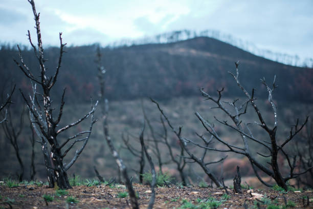 Aftermath of a devastating wildfire, leaving behind a barren landscape of charred trees and scorched earth. Legarda, navarra, spain