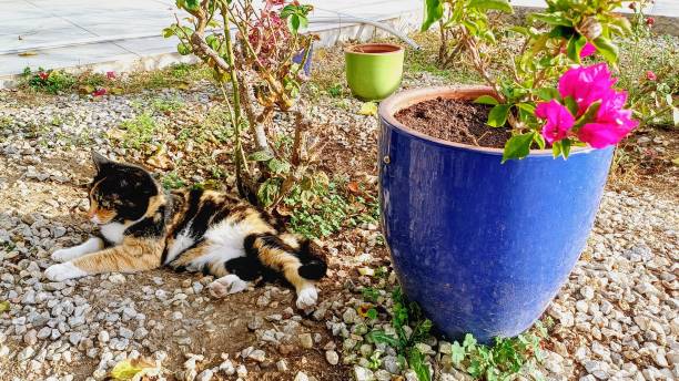 istock A cat lying next to a flower pot. Garden. 2202138807