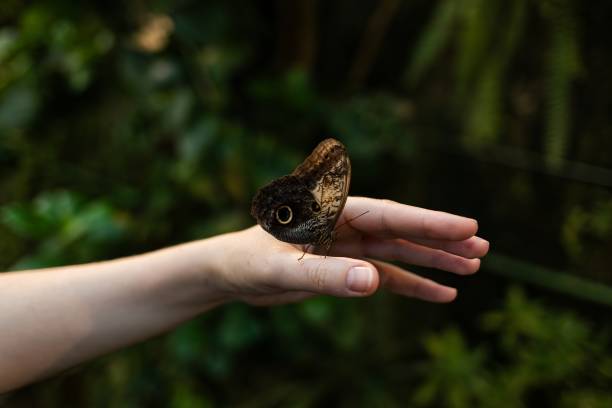 istock Trust and tenderness - The hand on which the butterfly sits gently and carefully supports it, creating an atmosphere of trust. This symbolizes kindness, care and the ability to appreciate beauty. 2202139608