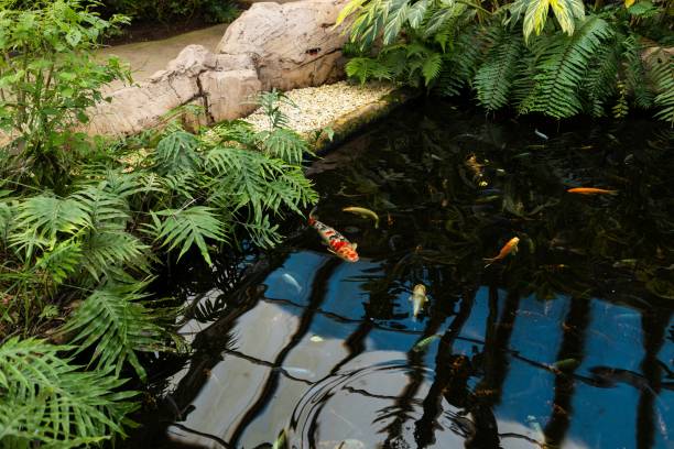 istock Colourful koi carp swim in an artificial pool surrounded by dense tropical vegetation. The water is crystal clear, reflecting the sun's rays and shimmering with soft reflections. 2202140864