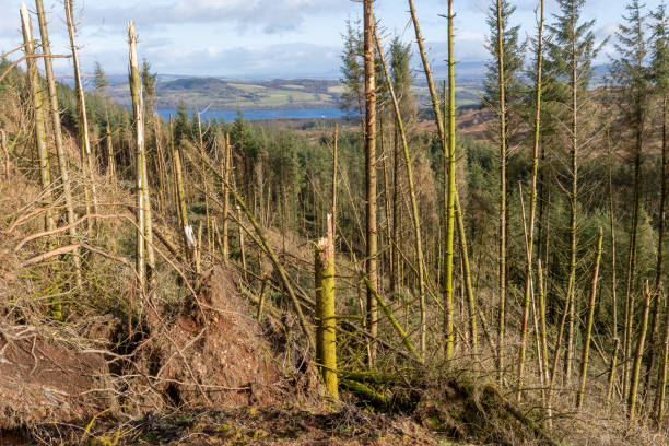 istock Broken trunk and fallen trees after storm, severe weather in Scotland 2202141419