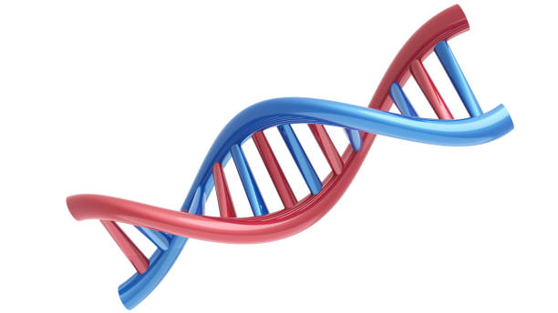 istock 3D Deoxyribonucleic Acid Array Red and Blue Colorful İsolated White Background 2202141581