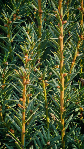 istock plants in the park close-up 2202141670