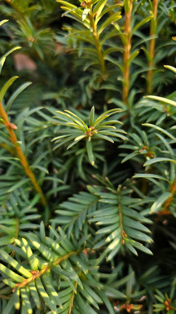 istock plants in the park close-up 2202141914