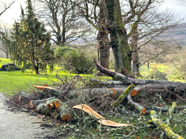 istock Broken trunk and fallen trees after storm, severe weather in Scotland 2202142074