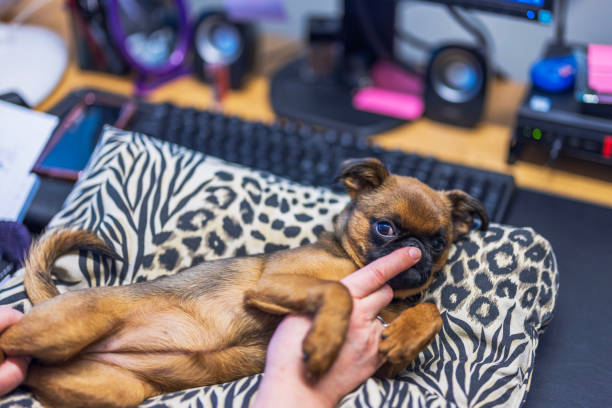 istock Small Brussels Griffon puppy lying on soft zebra print pillow near computer keyboard. Sweden. 2202142171