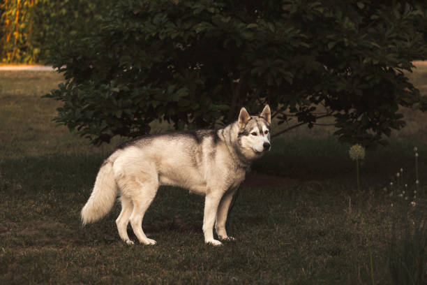istock Husky in the Garden 2202143629