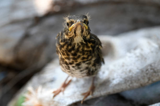 Close-up of a Song Thrush (Turdus philomelos) hunting on a lawn for food.