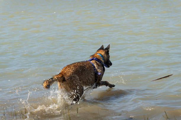 A lively young Belgian Shepherd splashes energetically through water, chasing a stick. Vibrant action captures the dog's playful spirit. Keywords: Belgian Shepherd, playful dog, water splash.