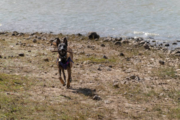 Lively young Belgian Shepherd joyfully returns with a stick along a rocky lakeshore. Ideal for wildlife and pet-themed visuals, highlighting canine energy and playful behavior by the water.