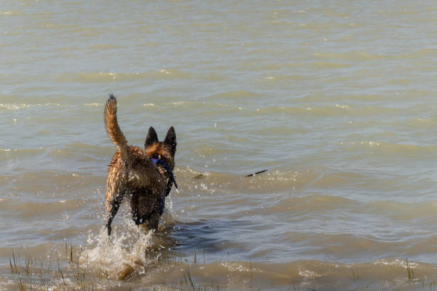 Lively young Belgian Shepherd dog enthusiastically fetching a stick in a flowing body of water. Action-packed scene with splashing water, showcasing the agility and playful nature of the Perro Pastor belga.