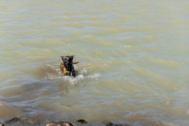 Young Belgian Shepherd dog joyfully emerges from lake, gripping stick playfully. Vibrant water splashes as the active canine displays natural athleticism. Ideal for pet lovers and outdoor adventure scenes.