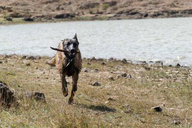 oung Belgian Shepherd dashes back with a stick in its mouth by a serene lakeside. This energetic scene captures the vibrance and agility of the dog enjoying a playful moment in nature.