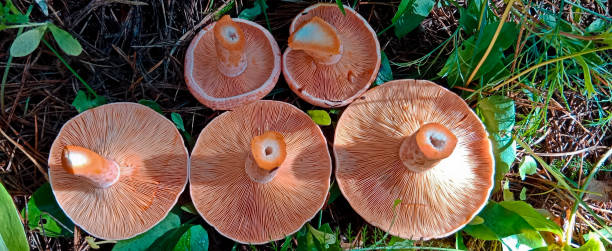 istock Lactarius deliciosus is an edible delicacy mushroom 2202146802