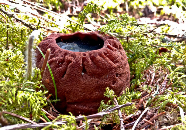 Sarcosoma globosum is a round brown mushroom that grows in the wild forest. Witch's cauldron. Green moss and fir tree.