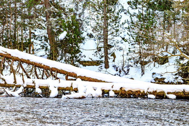 View up river in forest in winter