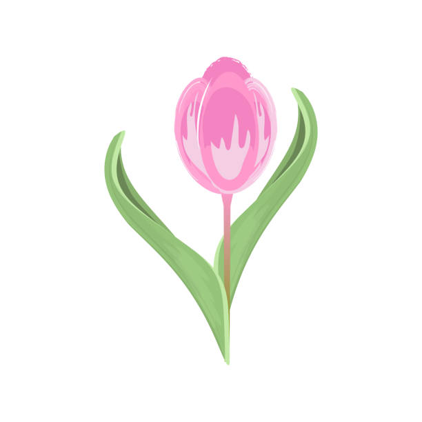 istock Beautiful spring tulip illustration, soft pastel pink with delicate details, fresh and elegant 2202150761