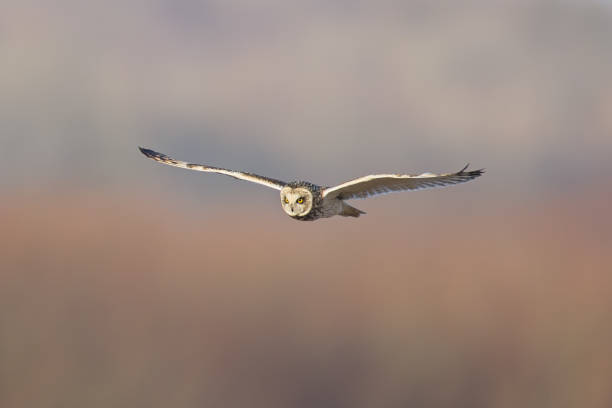 istock Short Eared Owl hunting for food 2202151658
