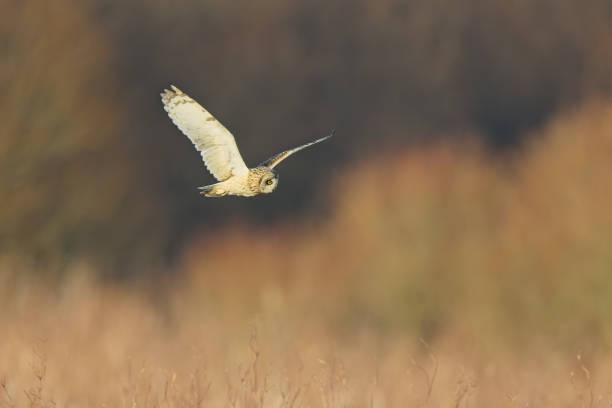 istock Short Eared Owl hunting for food 2202151661