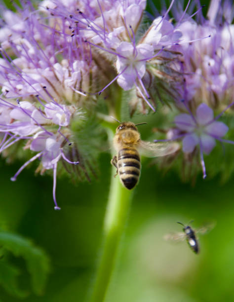 istock Wild bees and hoverflies pollinating a blooming Phacelia flower 2202153186