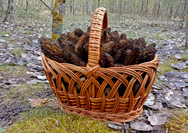 Morchella is a delicacy mushroom. It grows in the forest in spring. The mushroom is brown. morel mushrooms, mushrooms in the forest,