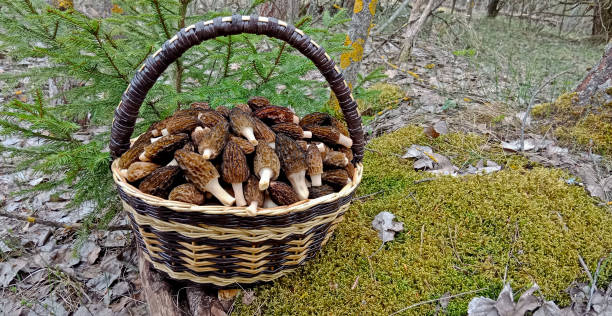Morchella is a delicacy mushroom. It grows in the forest in spring. The mushroom is brown. morel mushrooms, mushrooms in the forest,