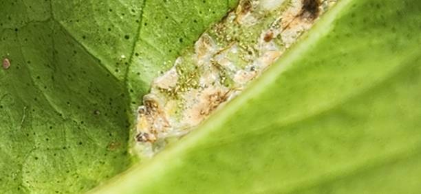 istock Continuous sap suction by scale insects on the rough lemon leaf can cause necrosis and premature leaf drop. Biological and chemical control help reduce infestation. 2202155145