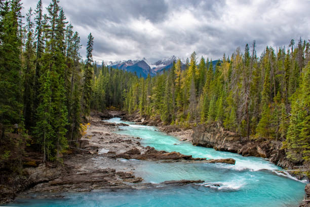 istock A river crossing the Canadian forest in Jasper National Park. 2202156144